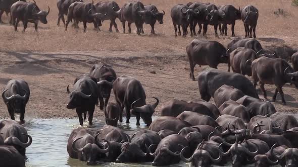 African Cape Buffalo Arrive at Waterhole to Drink, Dry Season.