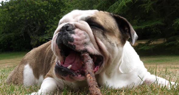 English Bulldog, Female Playing with a Stick on the Lawn, Normandy, Slow Motion 4K