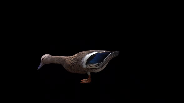 Female Duck Eat View From Side alt