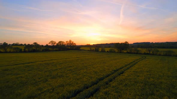 Low Flight Over a Yellow Rapeseed Field at Sunset