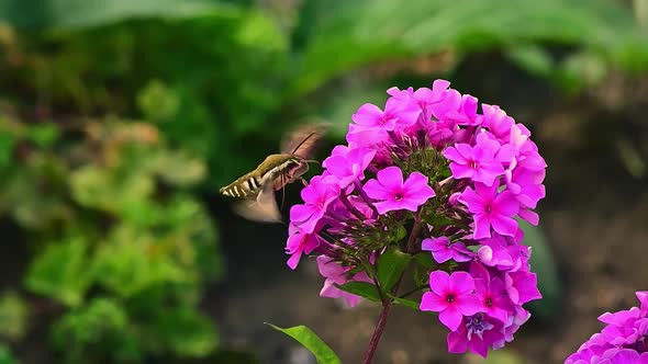 Hawk Insect Flies over Violet Flower on Green Background.