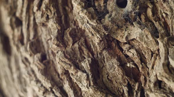 Texture of Tree Trunk with Running Ant in the Forest