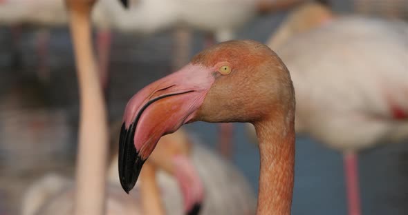 Greater Flamingos, Phoenicopterus roseus,Pont De Gau,Camargue, France