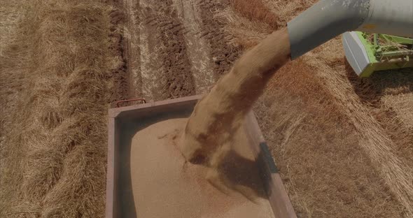 Combine discharging Wheat grains into a trailer, Aerial view.