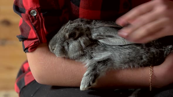 Close Up Woman Caressing Her Rabbit