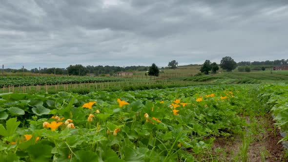 Time lapse on zucchini plants and flowers as clouds move by.