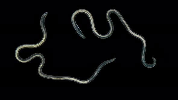 A Nematode Worm Under a Microscope, There Are Free-living, Commensals and Parasites