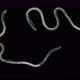 A Nematode Worm Under a Microscope, There Are Free-living, Commensals and Parasites - VideoHive Item for Sale
