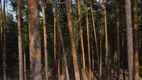 Tree Trunks in a Pine Forest