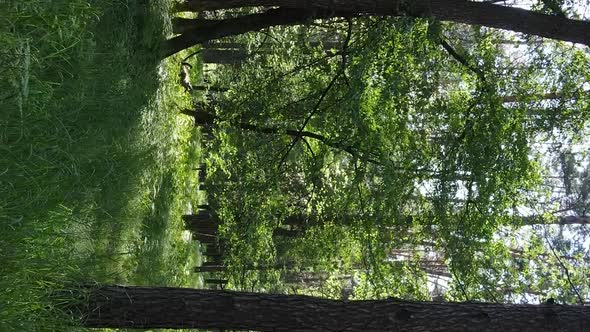 Vertical Video of Forest Landscape in Summer Slow Motion