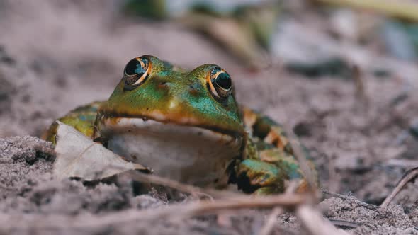 Frog Funny Looks at Camera. Portrait of Green Toad Sits on the Sand