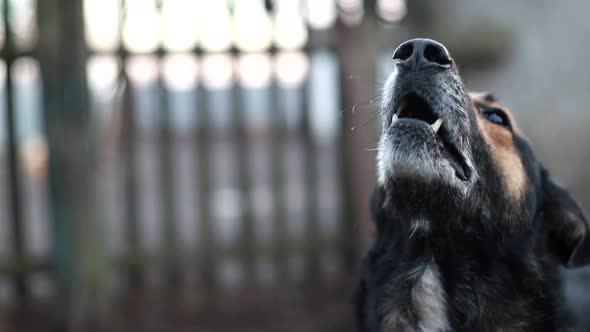 Barking Enraged Shepherd Dog Outdoors