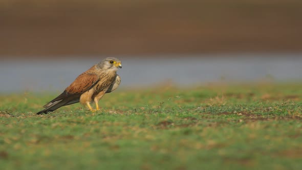 Late Evening a Common Kestrel bird sits on the green shore of a lake trying to look around to find i