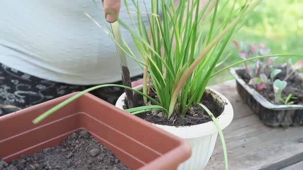 Elderly Woman Caucasian Ethnicity Prepares Plant for Transplanting Wooden Table Outdoors