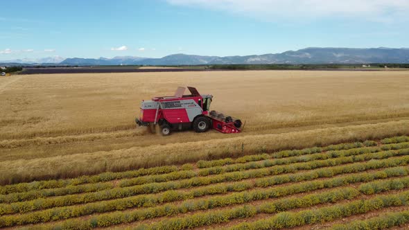 Combine Harvester Machine Cutting Wheat Grain Agriculture Field Aerial view