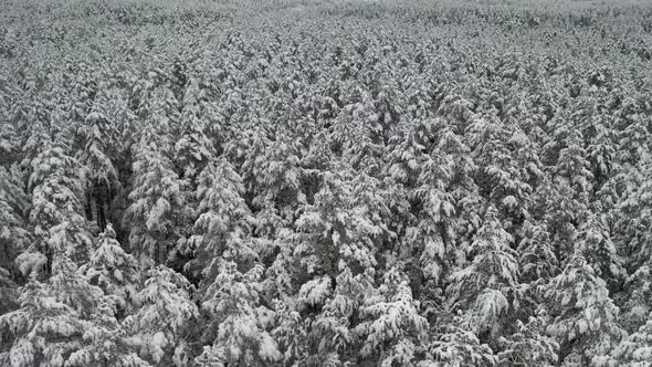 AERIAL: Lifting Shot of Trees Covered with Snow in a Dense Pine Forest in Winter Time