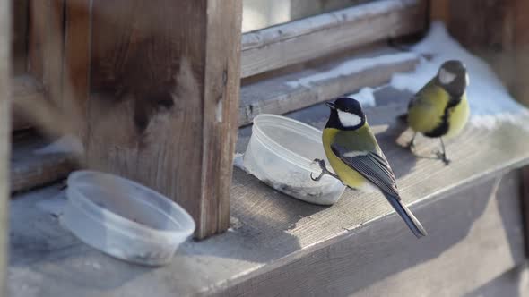 Great Tit Birds Pecking Sunflower Seeds