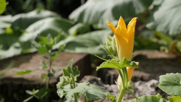 Cucurbita pepo yellow flower close-up 4K 2160p 30fps UltraHD footage - Pumpkin  squash plant in the 