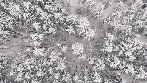 Flying Over Tops of Snow Pine Trees