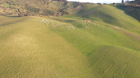 Sheep grazing on open fields in the countryside in Italy