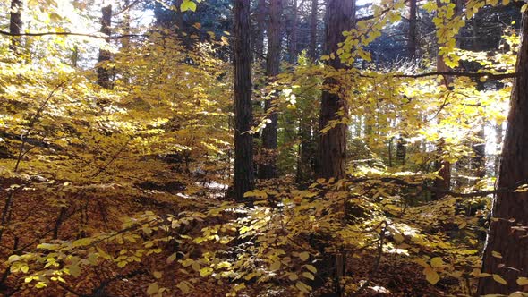 Cinematic Yellow Dry Leaves in Natural Autumn Forest