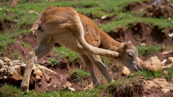 Close up of young mouflon scratching ears with legs,grazing outdoors in nature.