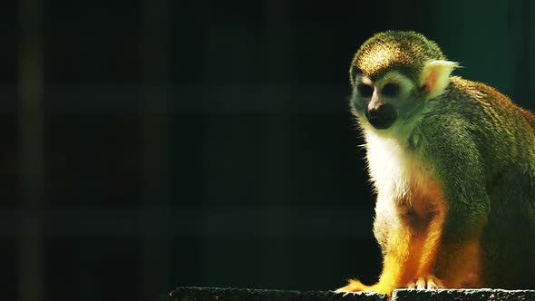 Lonely little monkey in the sun in slow motion on a dark background.
