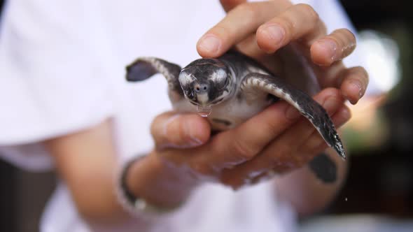 Human Hands Holding and Stroking Baby Turtle