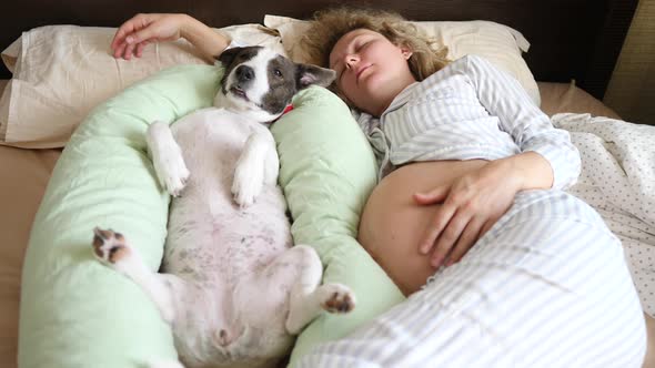 Pregnant Woman Sleeping In Bed With Her Funny Dog Lying On Pregnancy Pillow.