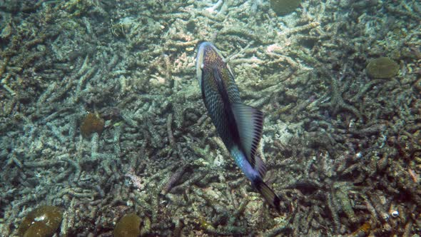 Underwater Video of Titan Triggerfish or Balistoides Viridescens in Gulf of Thailand