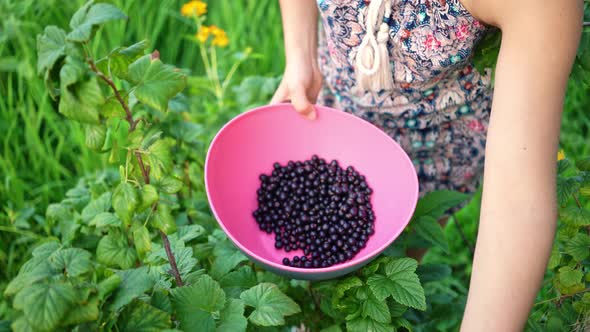 Unrecognizable Girl Holding Bowl with Black Currant Berries.