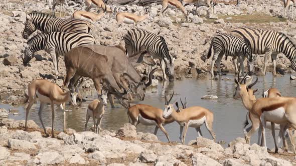 Zebra, Springbok And Kudu Antelopes Aat A Waterhole