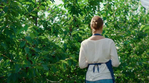 Agronomist Woman Analysing Plants in Modern Farmland Greenhouse Walking