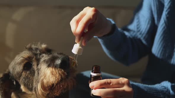 Pet Dog Taking Cbd Hemp Oil  Canine Licking Cannabis Dropper for Anxiety Treatment