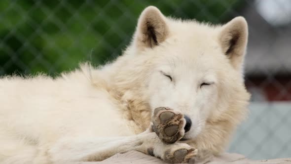 Arctic Wolf Sleeps and Then Looks at the Camera Omega in Quebec Canada