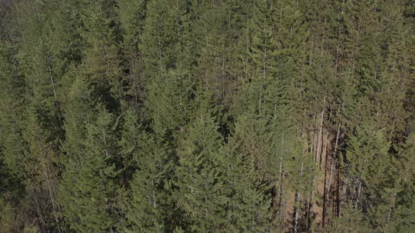 Forest of coniferous trees 4K drone video