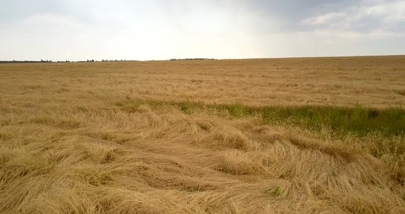 Bird Eye View Yellow Wheat Field Against Grey Cloudy Sky