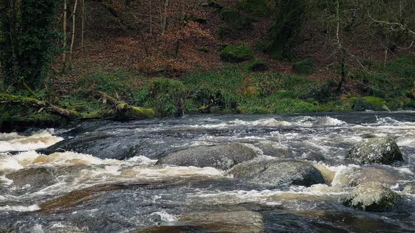 River In Wild Forest