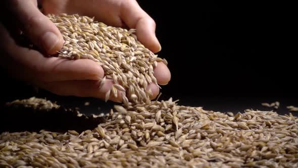 Hands Holding Wheat Grains on a Black Background