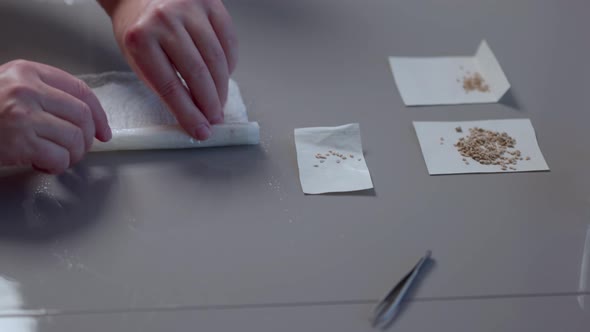 Close up view of female hands preparing tomato seeds for planting in early spring.