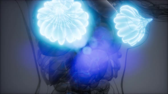 Medically Accurate Illustration of an Obese Womens Mammary Glands alt