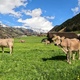 Swiss Landscape Cows Graze In The Alps - VideoHive Item for Sale