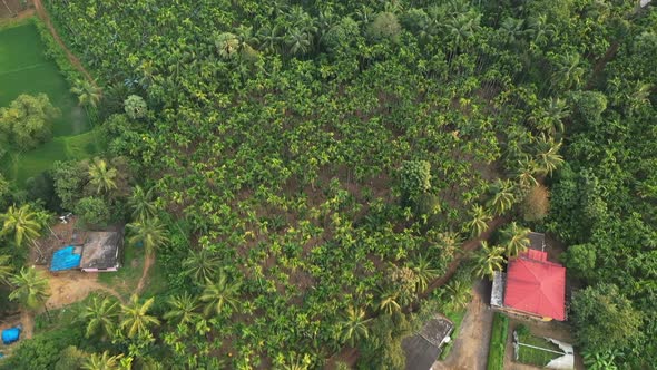 Spectacular aerial footage of Areca nut farm