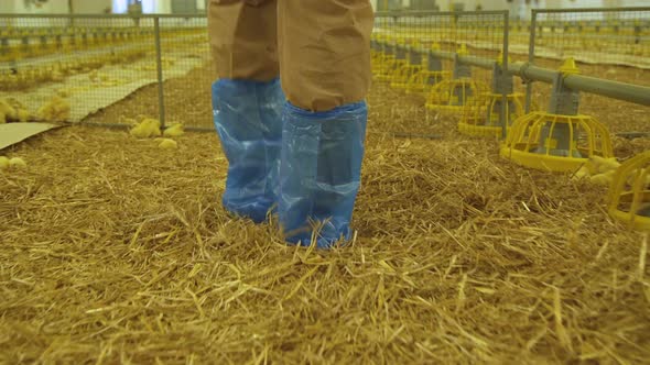 Unrecognizable Farmer Walks in Poultry Farm for Checking Process.