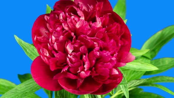 Beautiful Red Peony Flower Blooming in Timelapse Close up on a Blue Background. Tender Blossoms