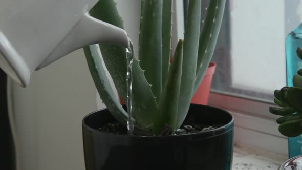 Close up of a water can watering an aloe plant in a home.