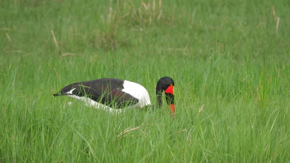 Saddle-billed stork hunting for fish on the wetlands