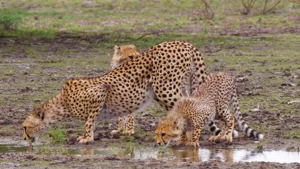 Cheetah Mother With Her Two Cute Cubs Drinking From A Small Puddle After The Rain In Kalahari Game R