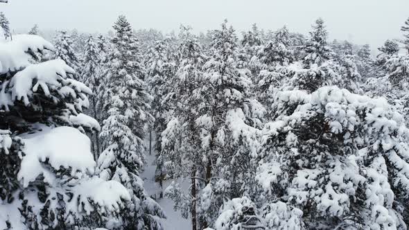 A Breathtaking Low Aerial View Flying Over a Mixed Forest and Tall Snowy Pines Past Branches in the