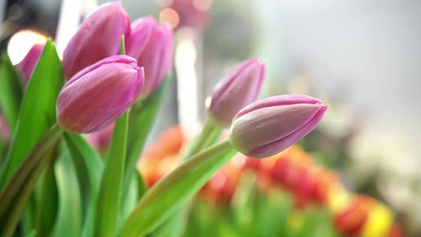 Beautiful Tulips In A Florist